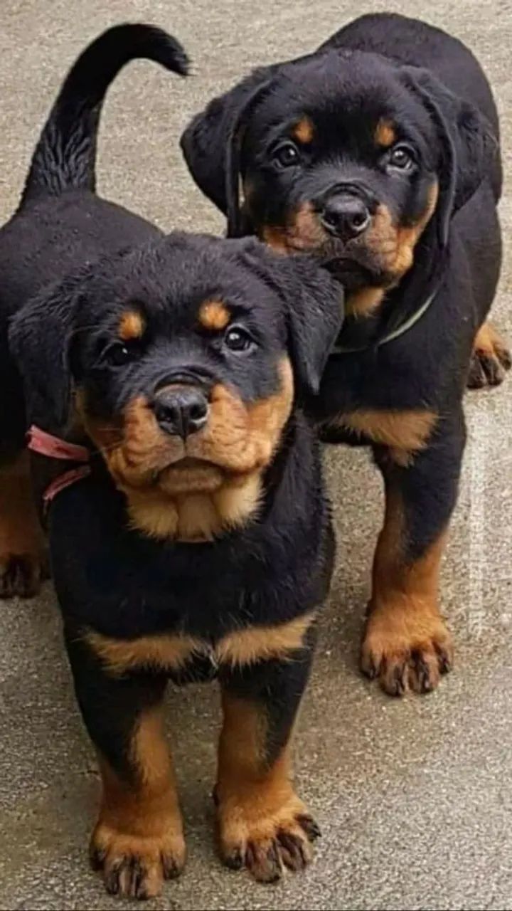 Excelentes Rottweiler disponíveis! 