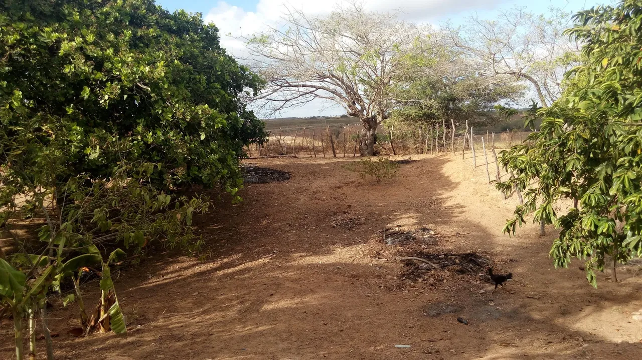 Vende se casa no sítio