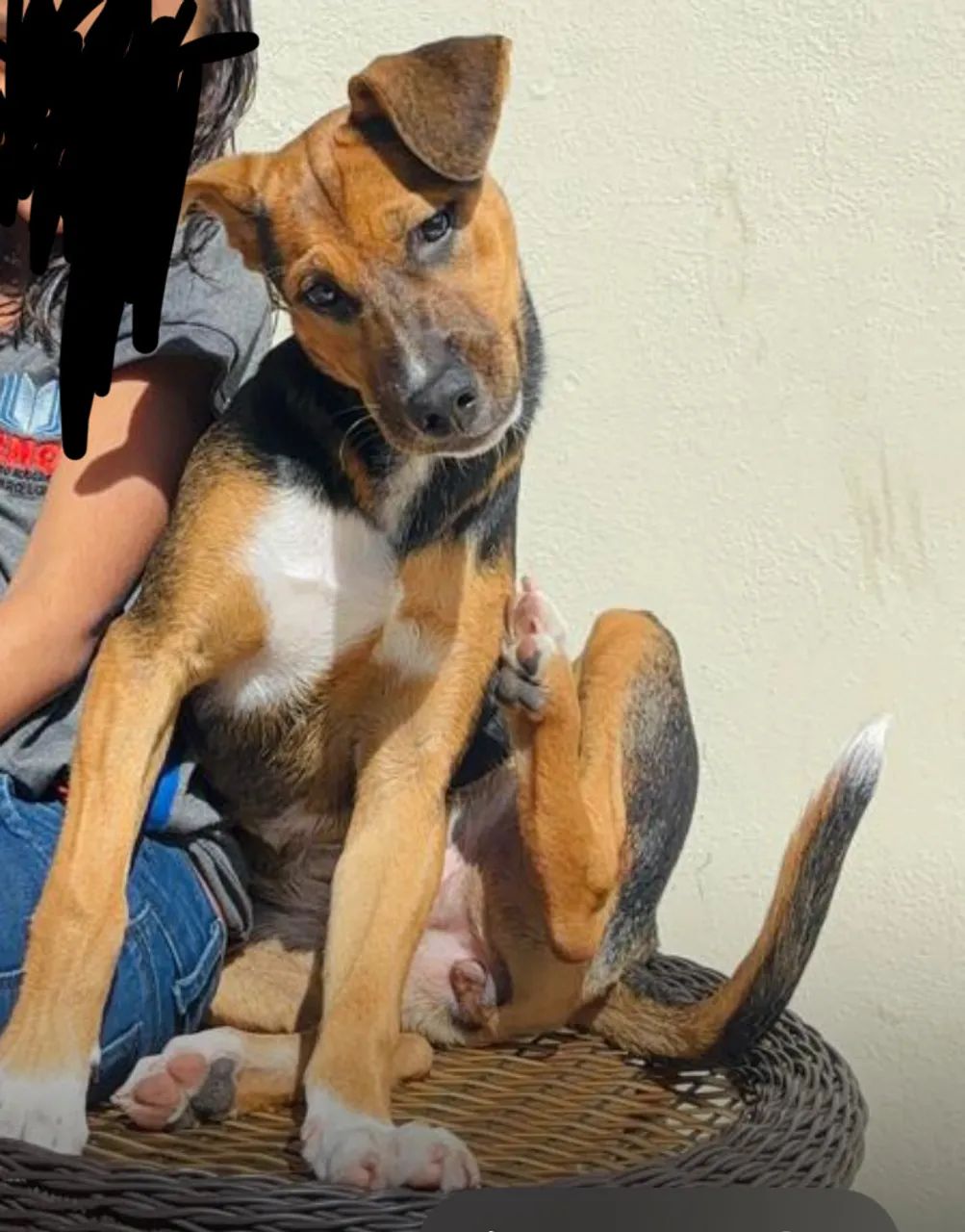 Filhote brincalhão e cheio de energia - ajuda de custo de R$300,00