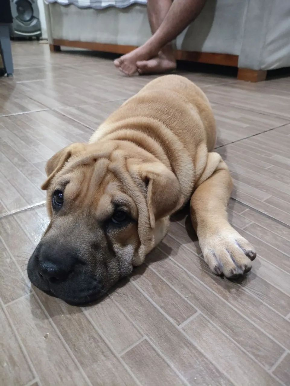 Filhote Shar Pei - Foto 3
