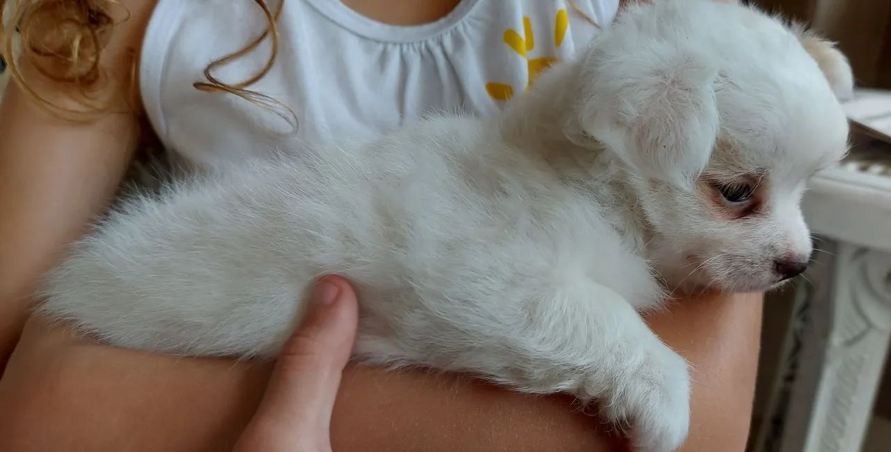 Filhotes de Chihuahua Pelo Longo - Foto 3