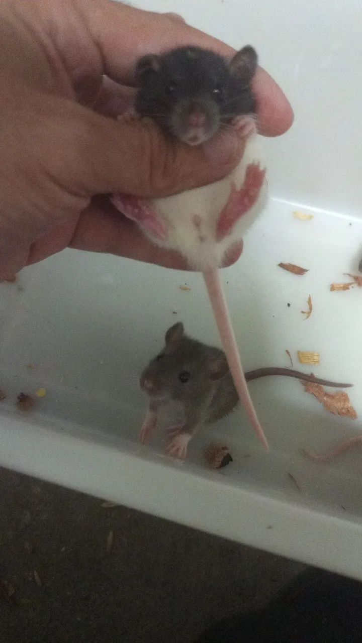 <br>Procurando um pet inteligente,sociável e super carinhoso ? - Foto 4