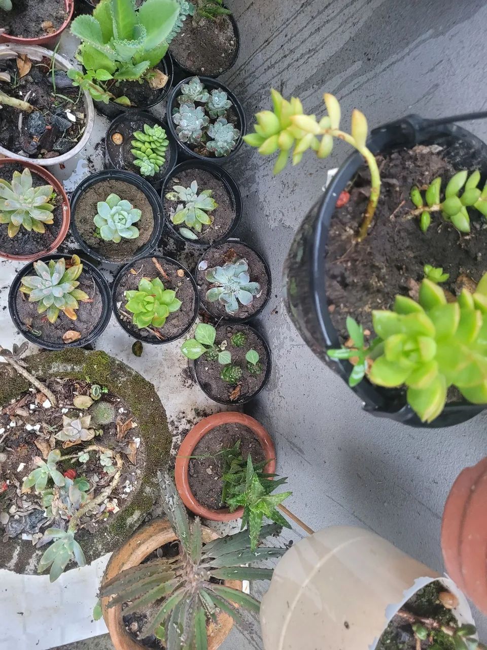 Mudas de plantas - Foto 6