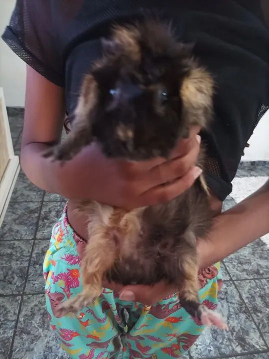 Vendo porquinho da índia  - Foto 3