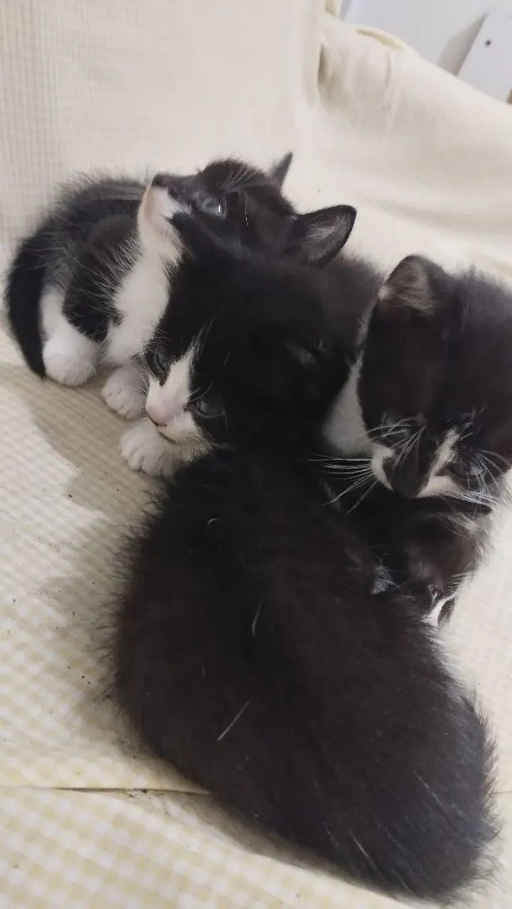 Gatos para doação  - Foto 2