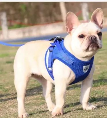Coleira peitoral para cachorro com guia - Foto 3