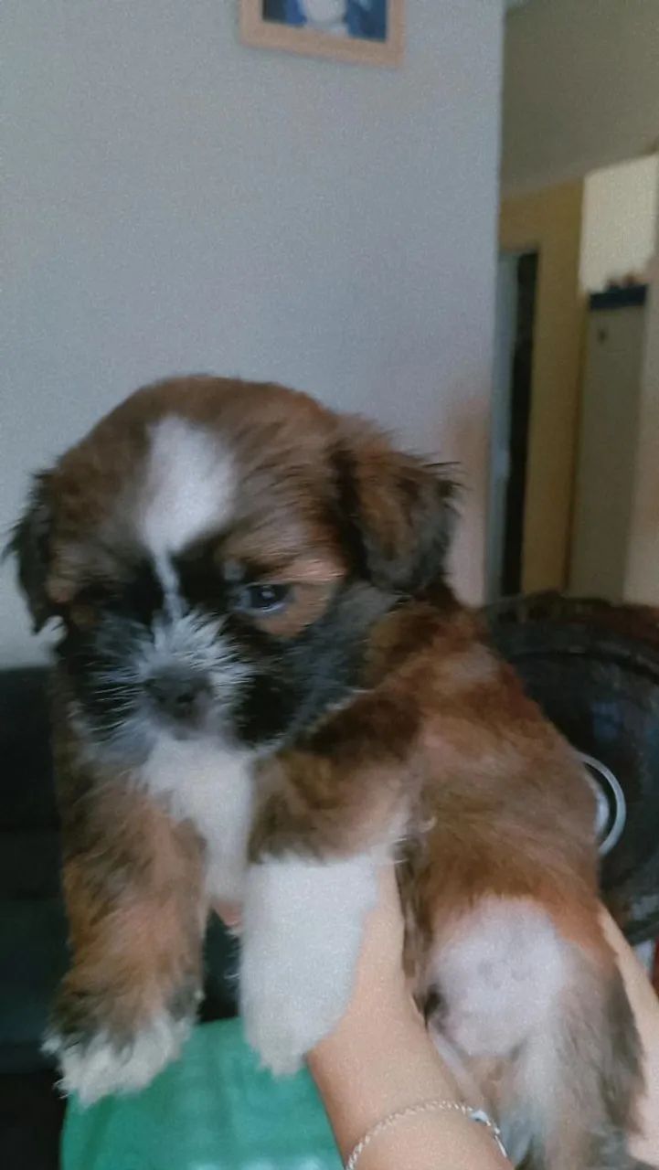 Filhote Shih Tzu - Foto 2