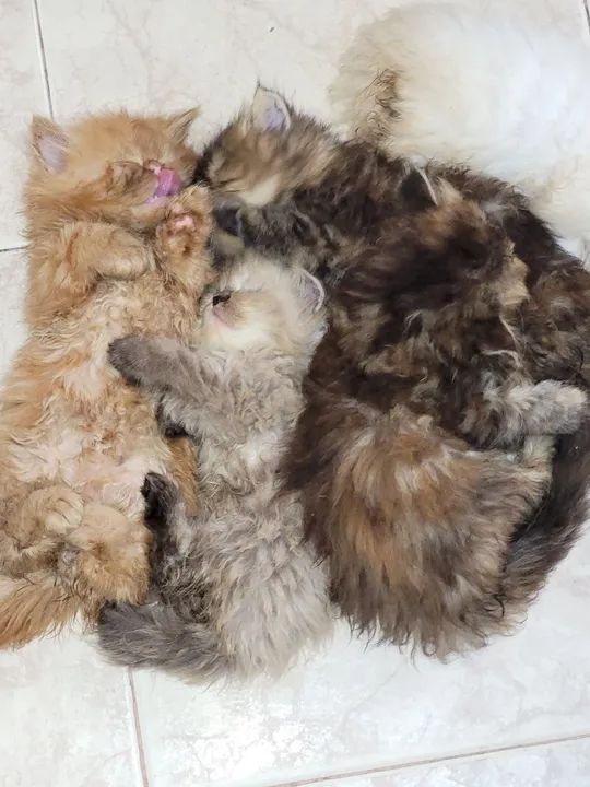 Lindos persas legítimos - Foto 2