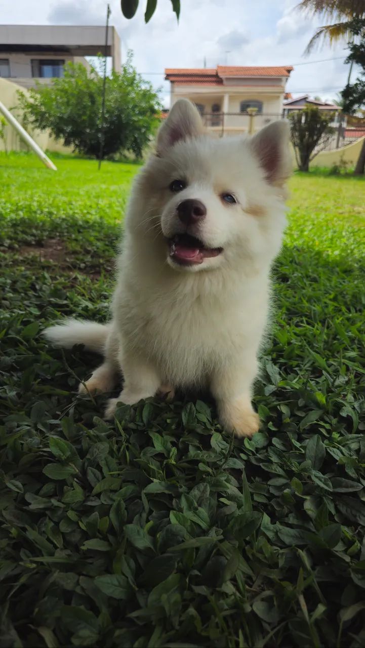 Filhote de Pomsky - 3 meses  - Foto 4