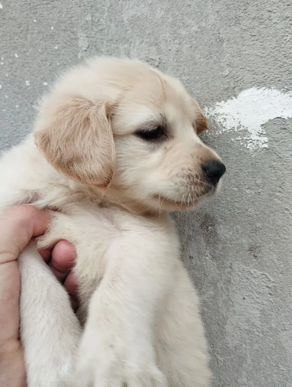 Filhote Golden macho