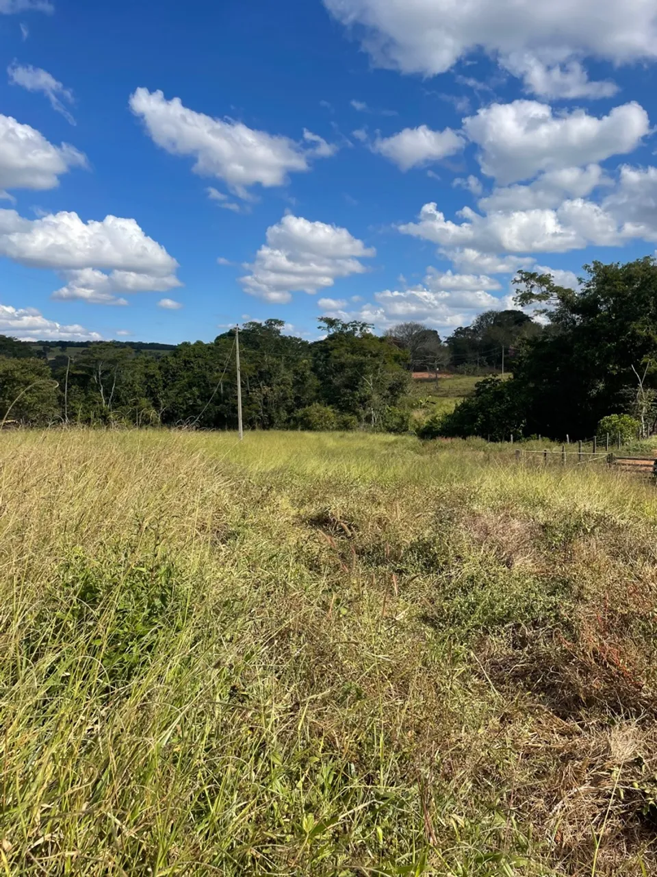 Aluguel de pasto para bovino