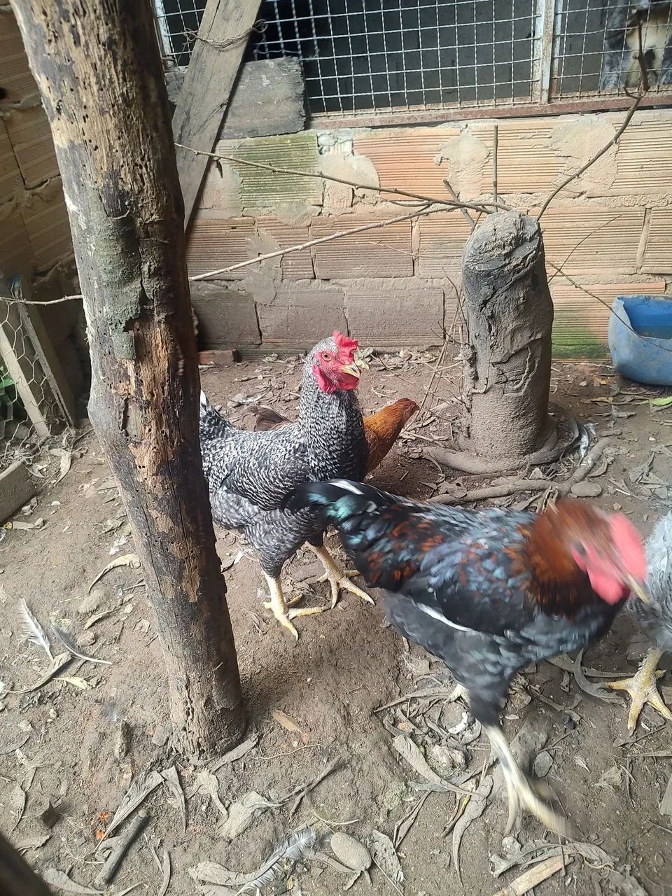 Vendo frangos novos  - R$ 60,00 cada - Foto 4