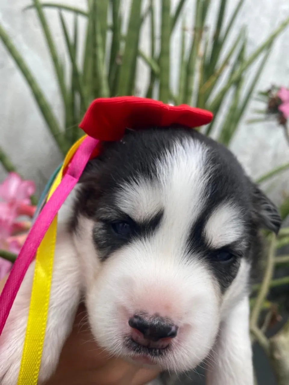 Cachorros