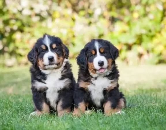 Bernese  para momentos de carinho 
