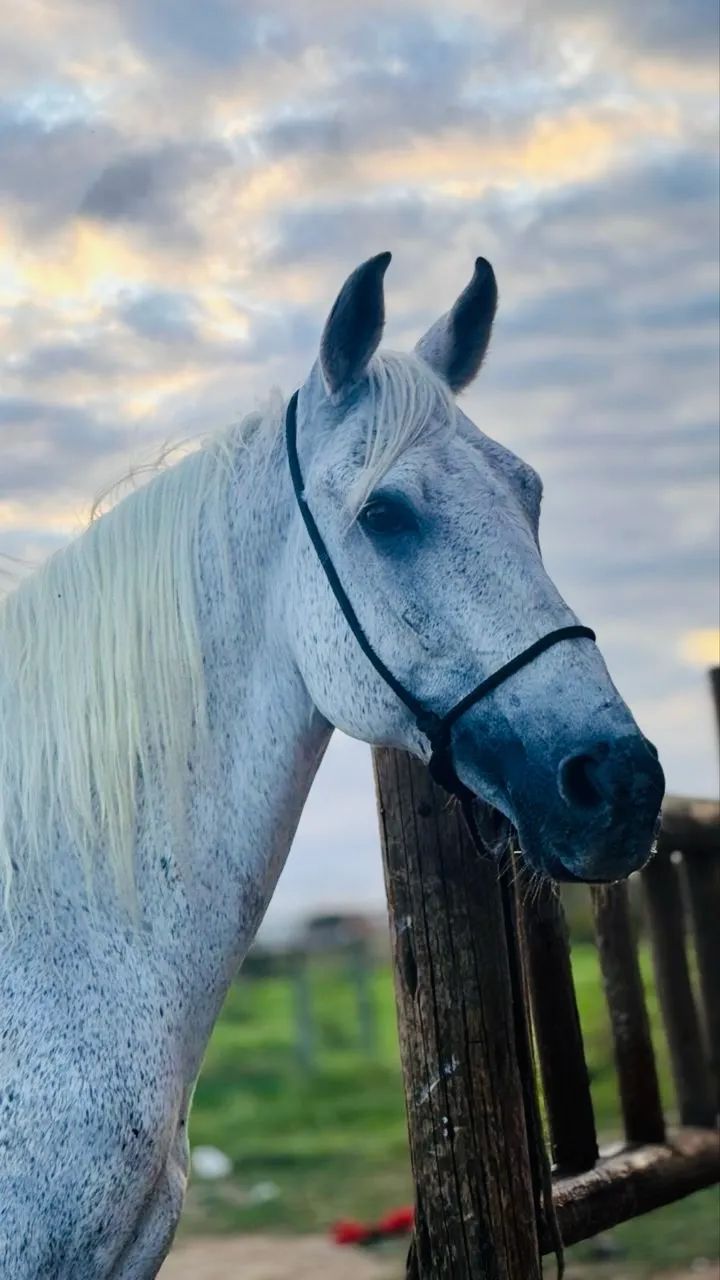 Cavalo mangalarga  - Foto 3