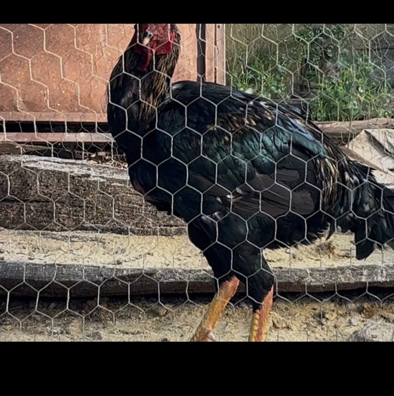 Vendo galo índio gigante  - Foto 2