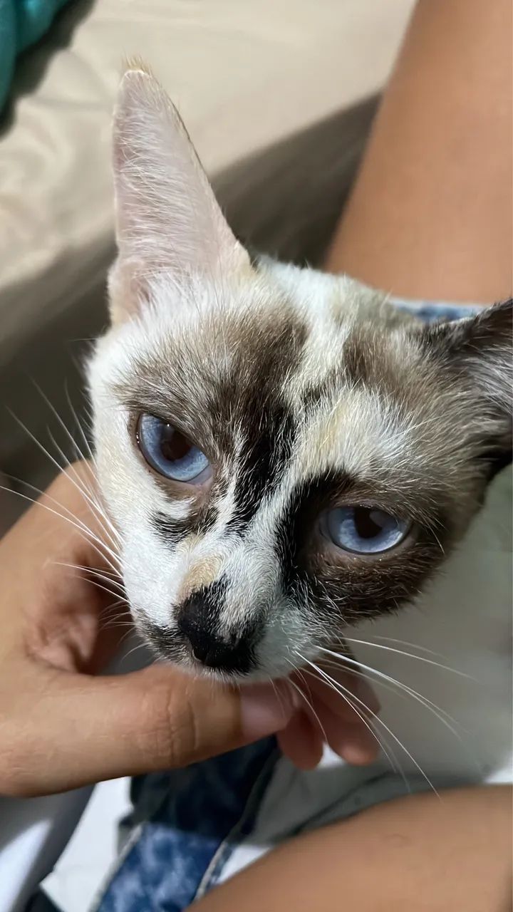 gata femea para adoçao - Foto 3
