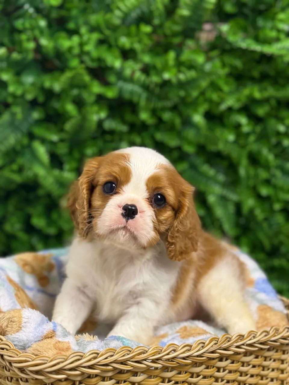 Cavalier King Charles Spaniel - Foto 4