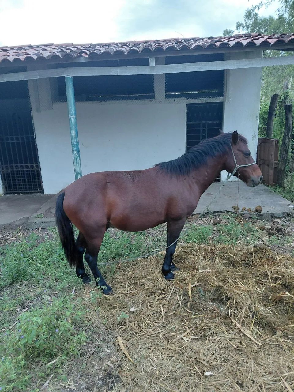 Pônei macho 
