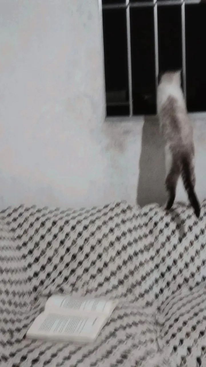 d o a n do meu gato