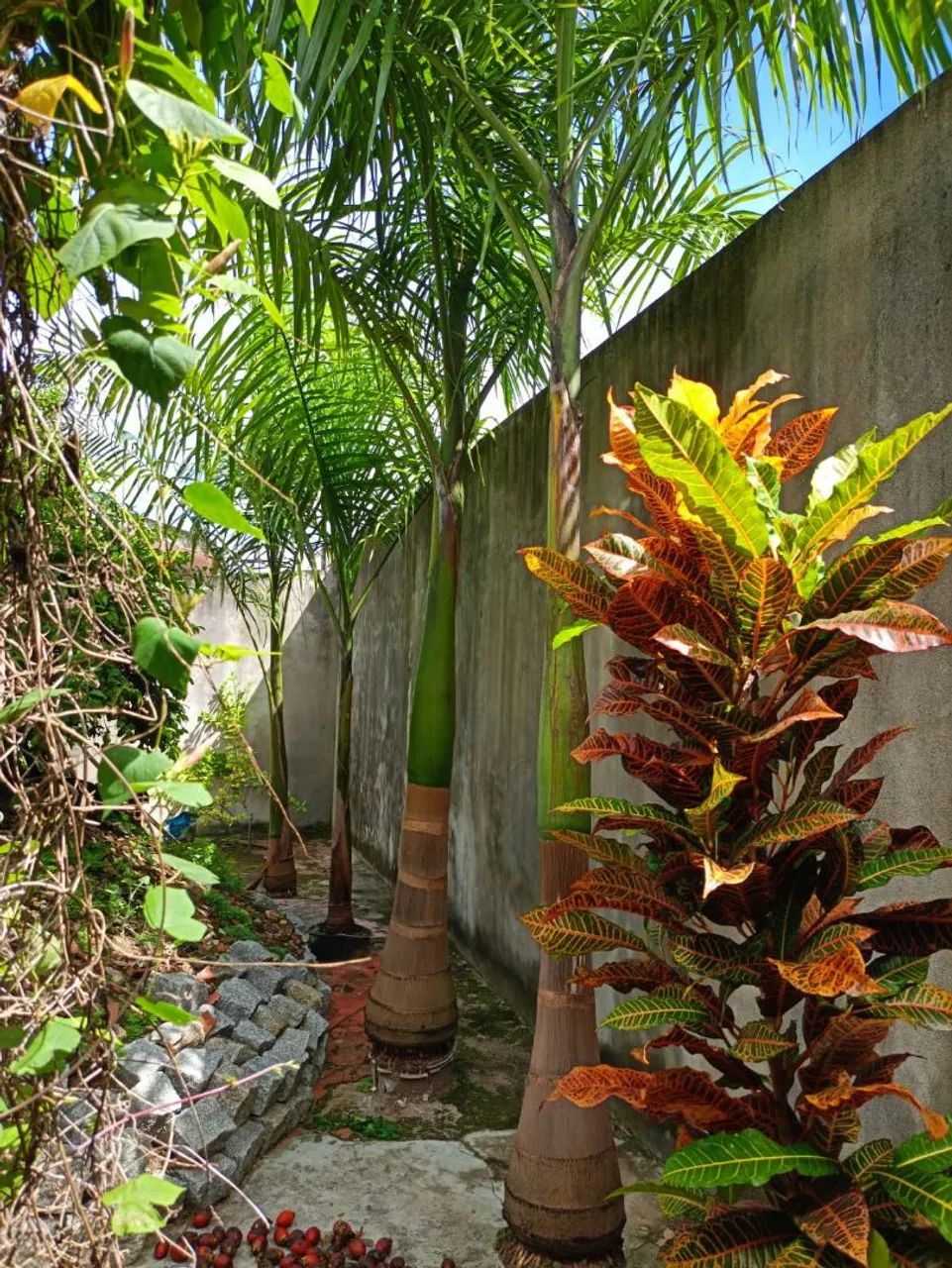 Plantas Imperiais