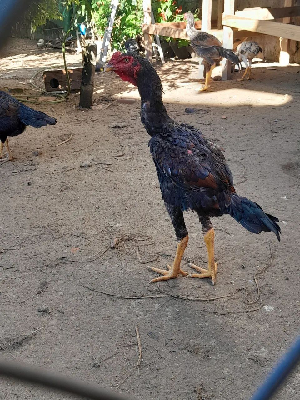 Galinhas