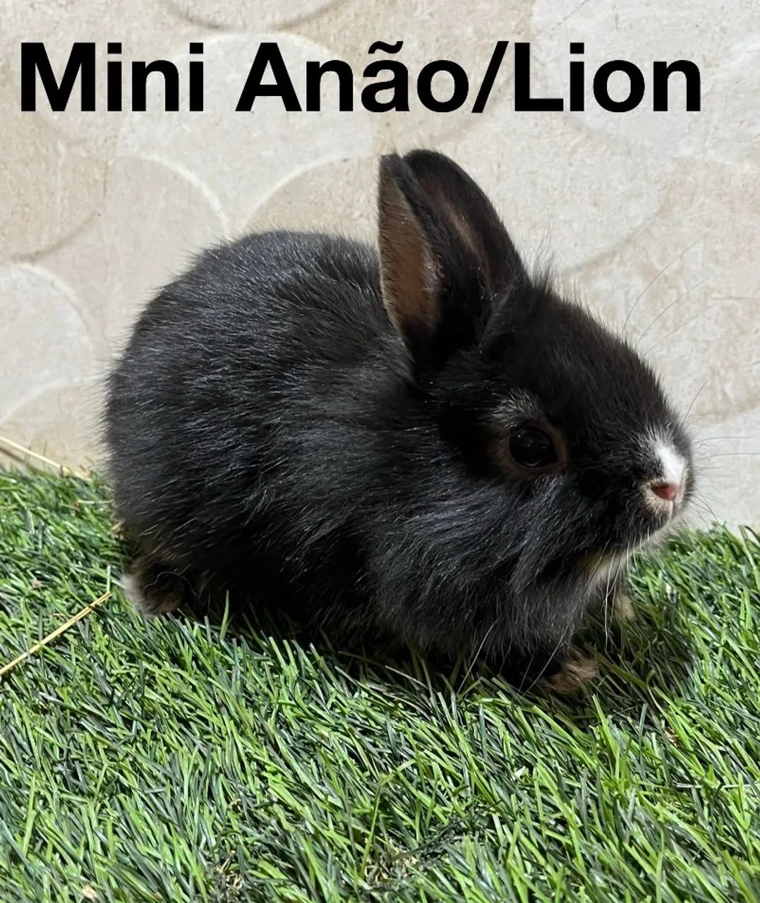 Mini coelhos  - Foto 2