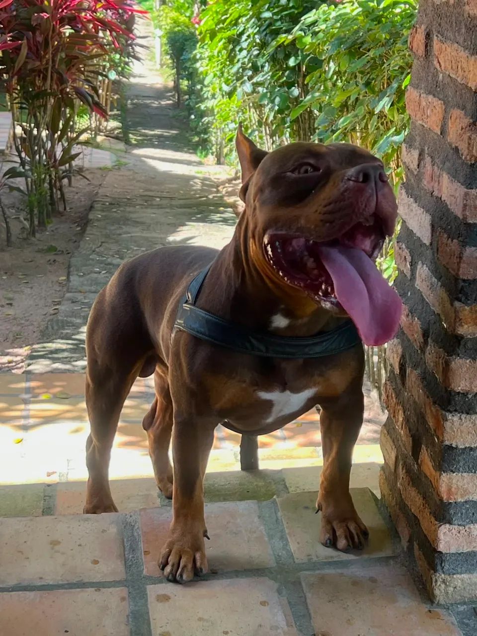 American Bully Cobertura - Macho Disponível  - Foto 4