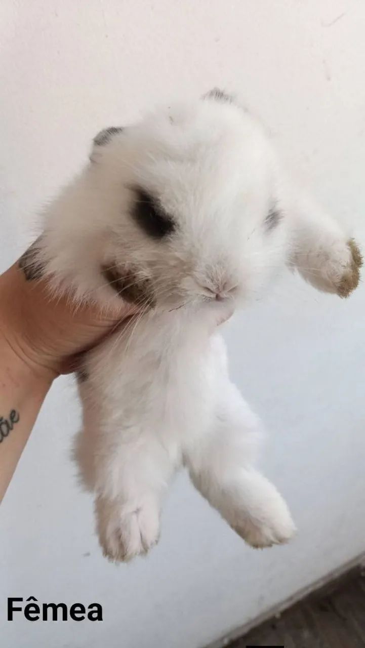 Lionhead coelho  - Foto 3