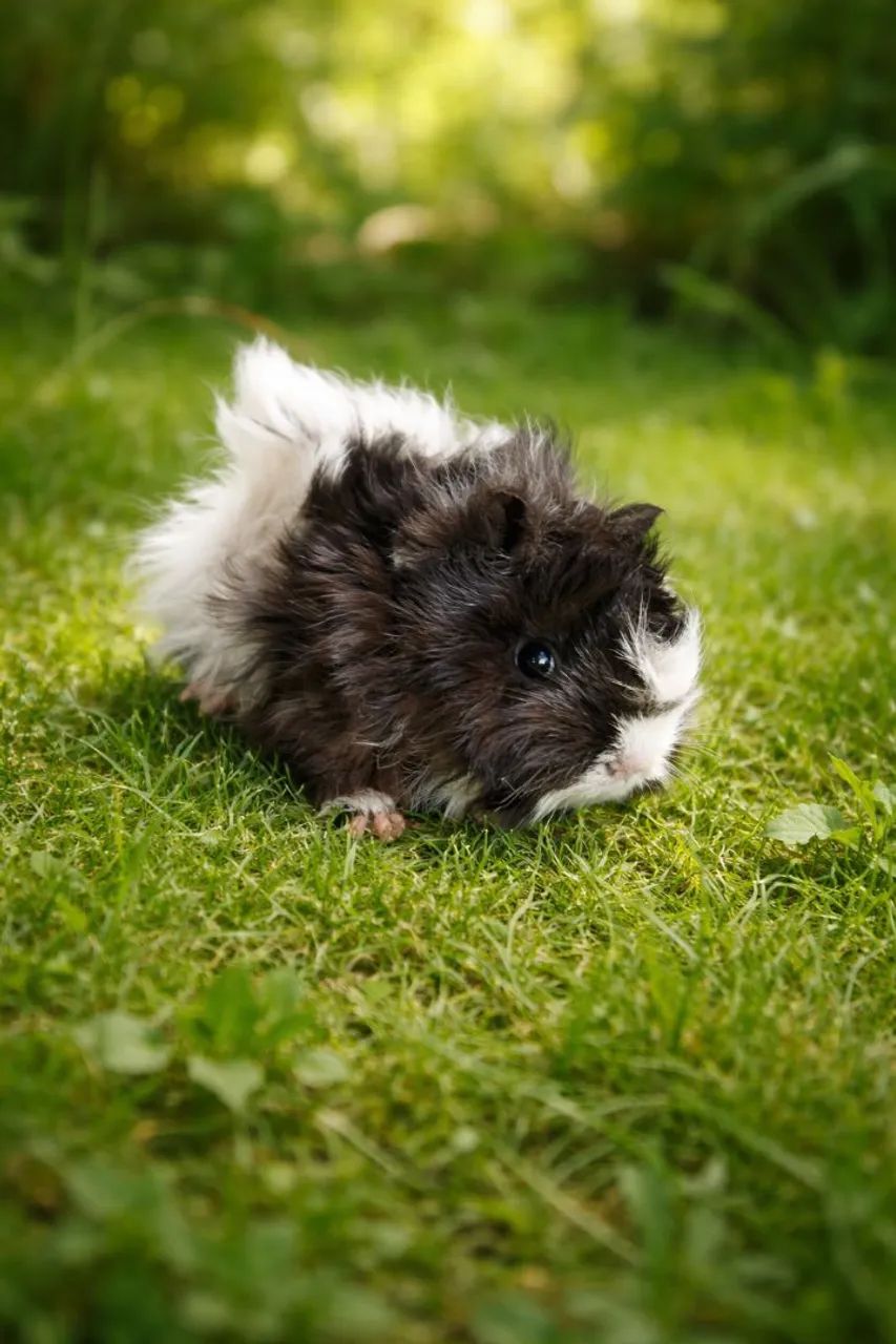 PERUVIAN GUINEA PIG