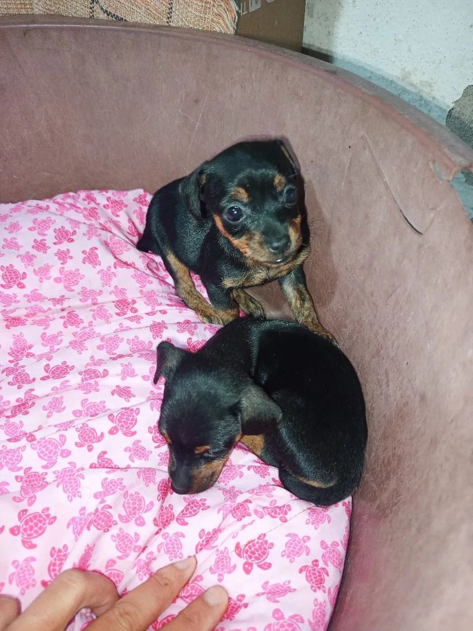 Pinscher  - Foto 4
