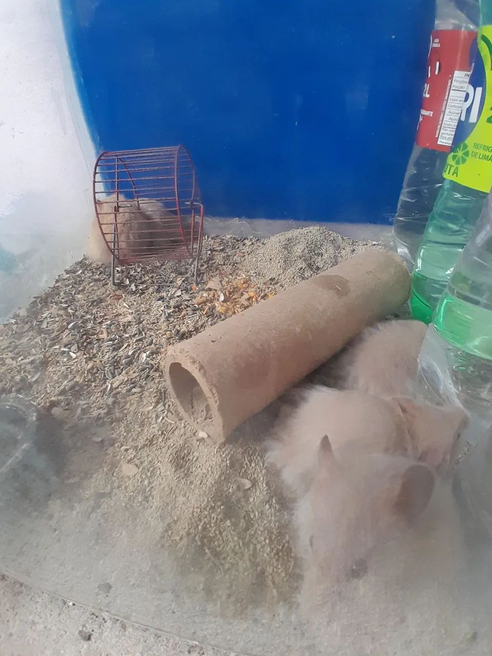 Hamsters Sírios 