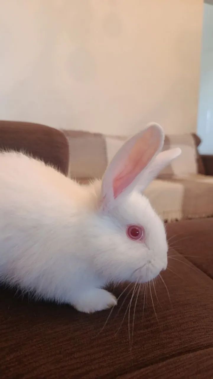 Coelho 