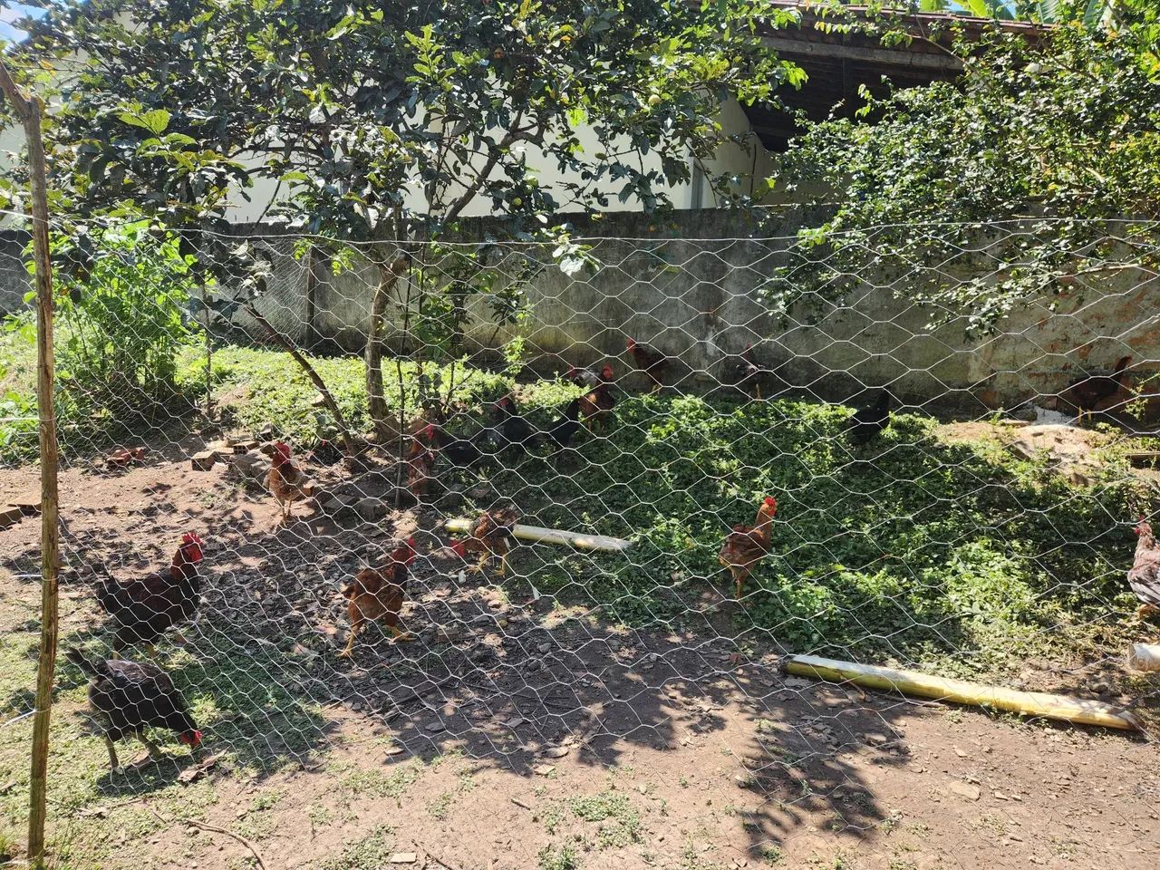 Frangos e Galinhas Capoeira criados soltos.  - Foto 5