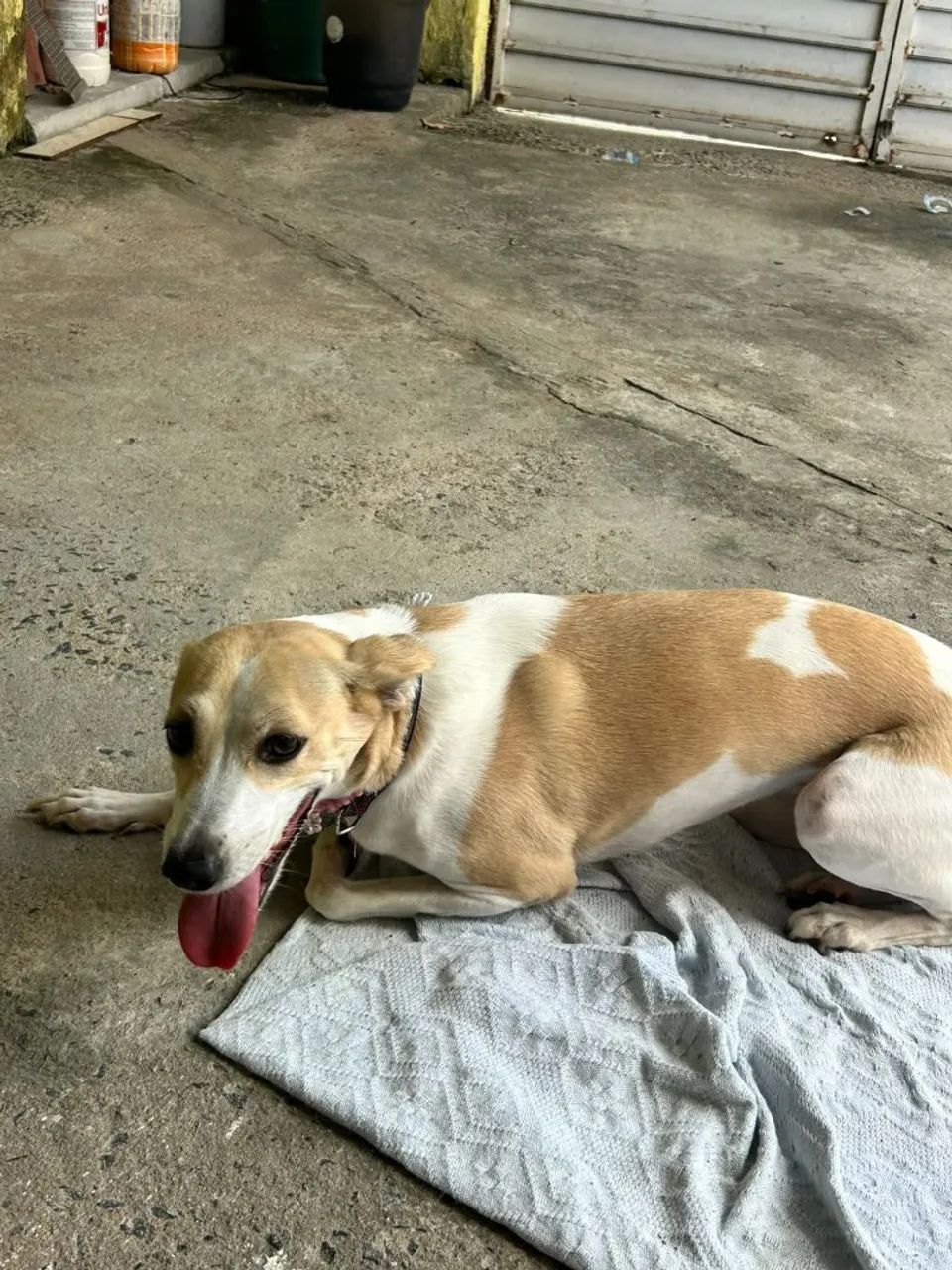 Cachorrinha para adoção - Foto 5