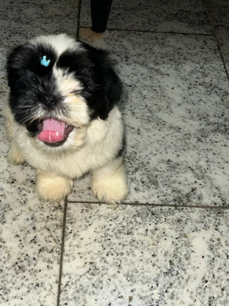 Shitzu machô a venda  - Foto 3