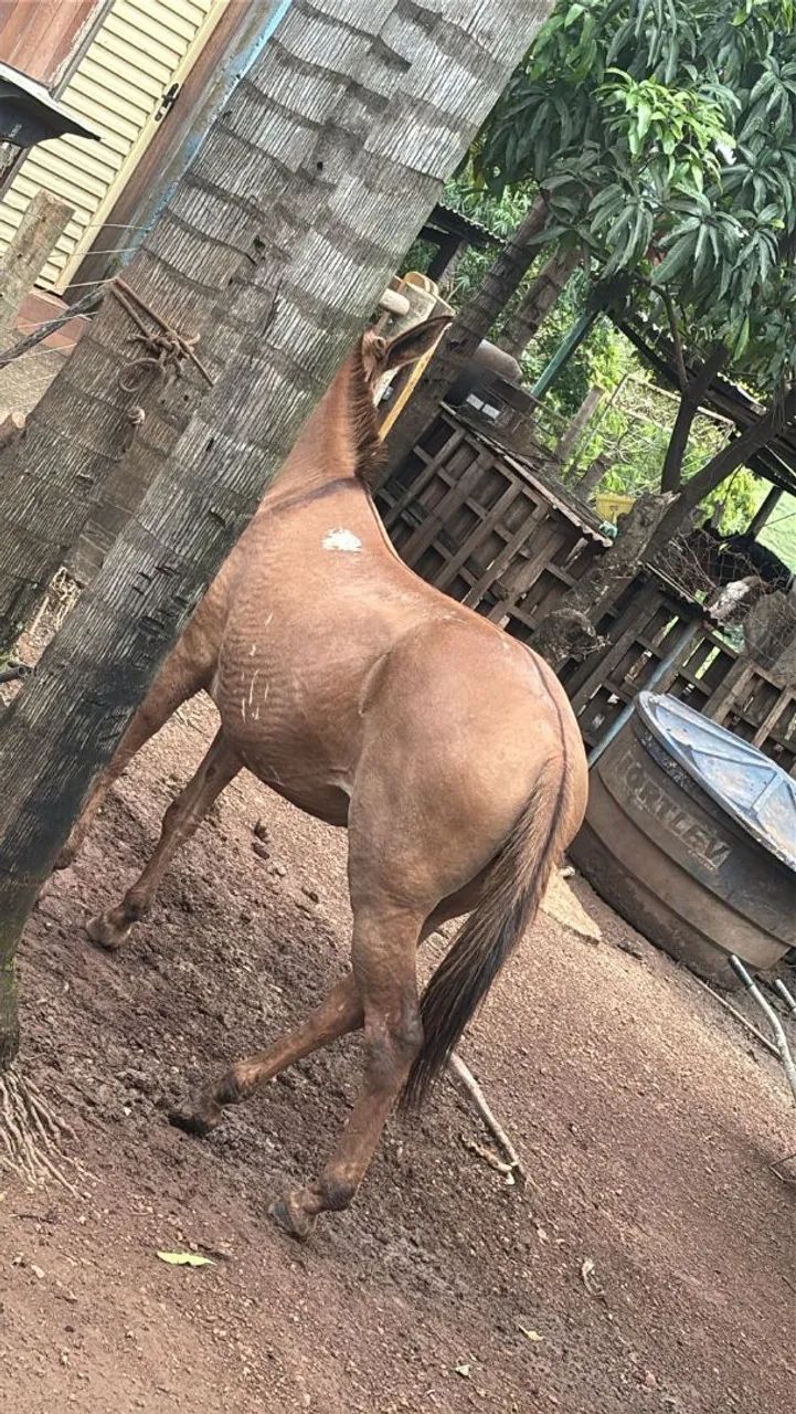 Mula de patrão  - Foto 4