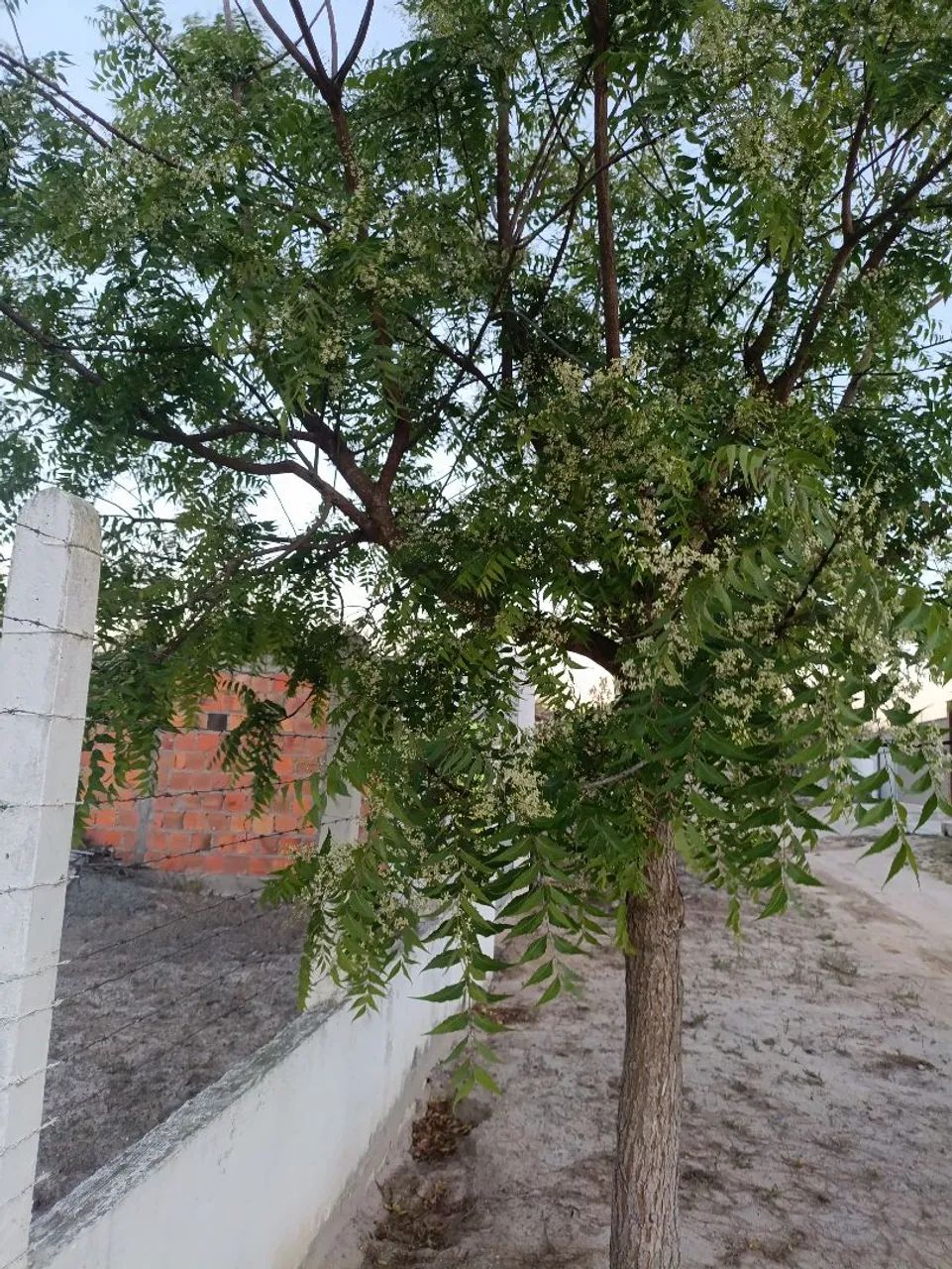 Venda de tereno  - Foto 2