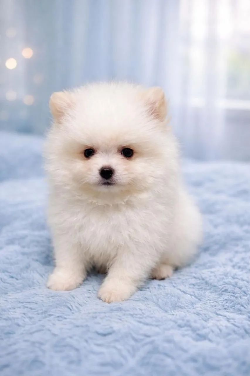Spitz alemão anão (Lulu da Pomerânia)