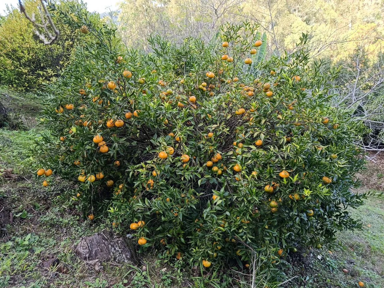 Area de terra, chacra, sitio