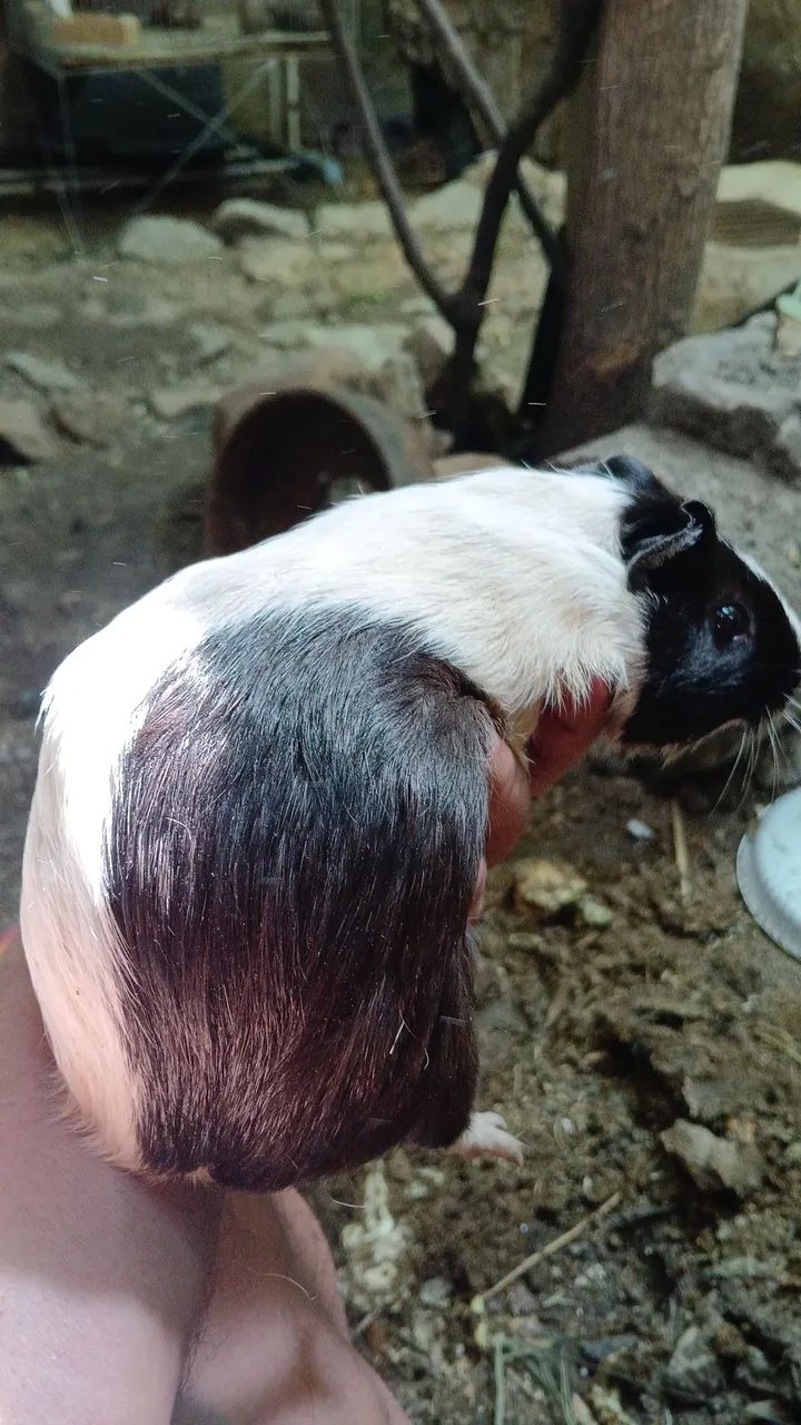 Venda  - Foto 2