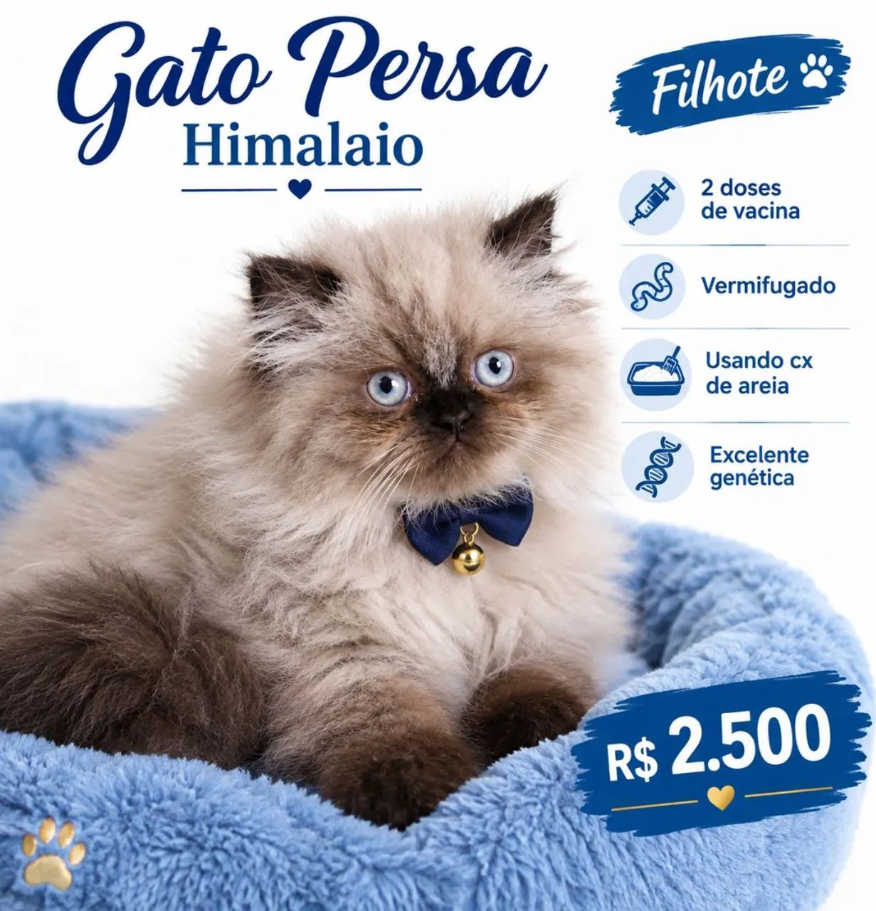 Gato Persa 