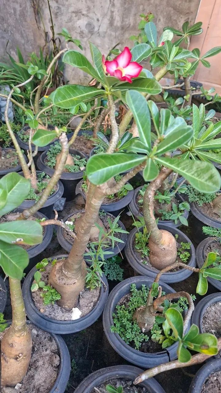 Lindas Rosas do deserto  - Foto 2