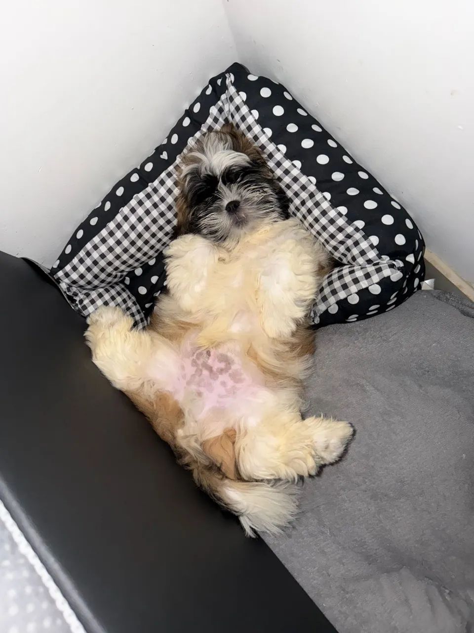Cachorro shih tzu - Foto 2