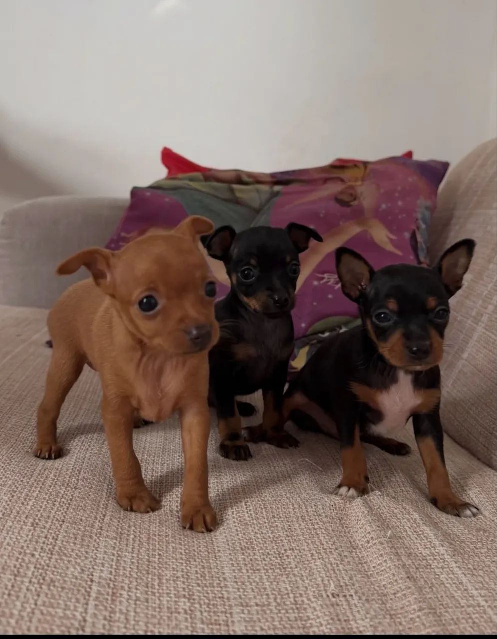 Pinscher vacinado com 61 dias 