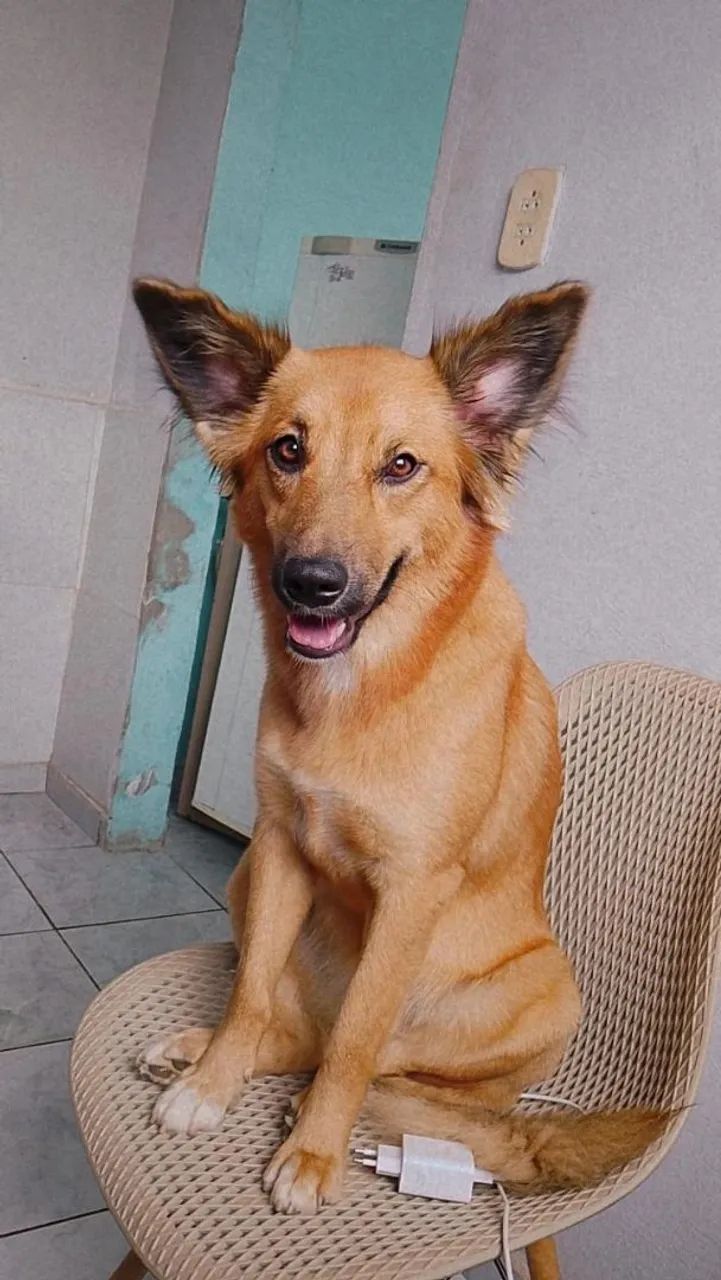 Cachorro - Foto 3