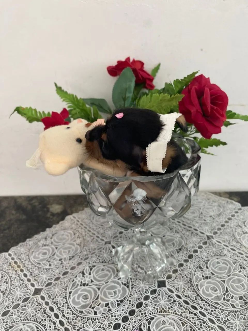 Pinscher Miniatura  - Foto 2