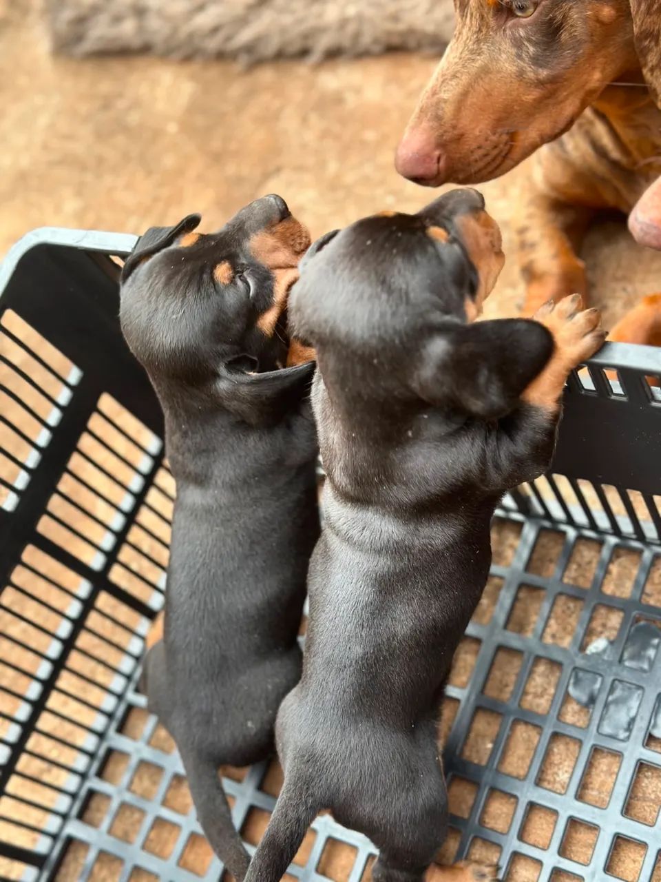 Cachorro Dachshund preto macho
