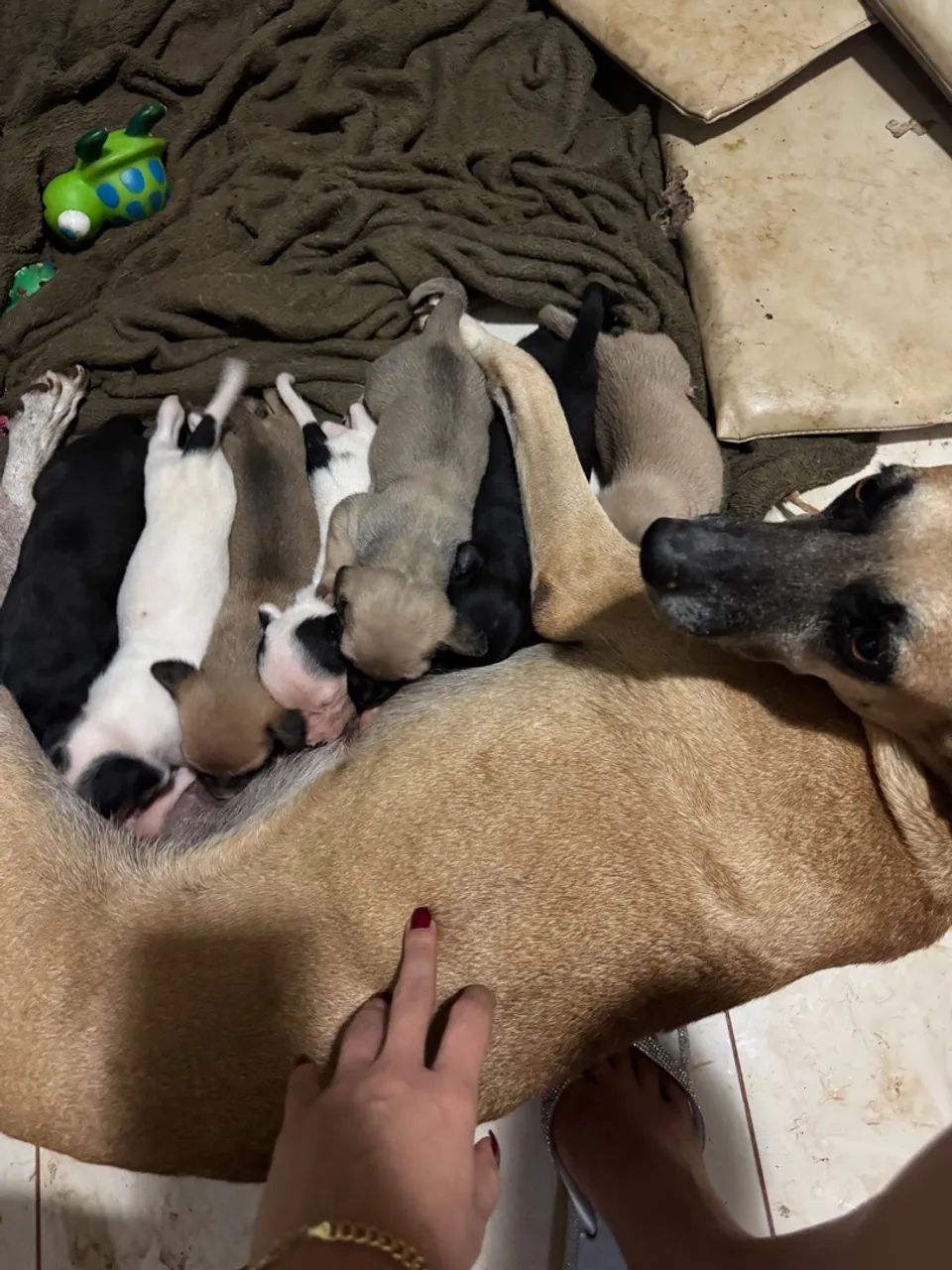 Cachorro SRD para DOAÇÃO  - Foto 2