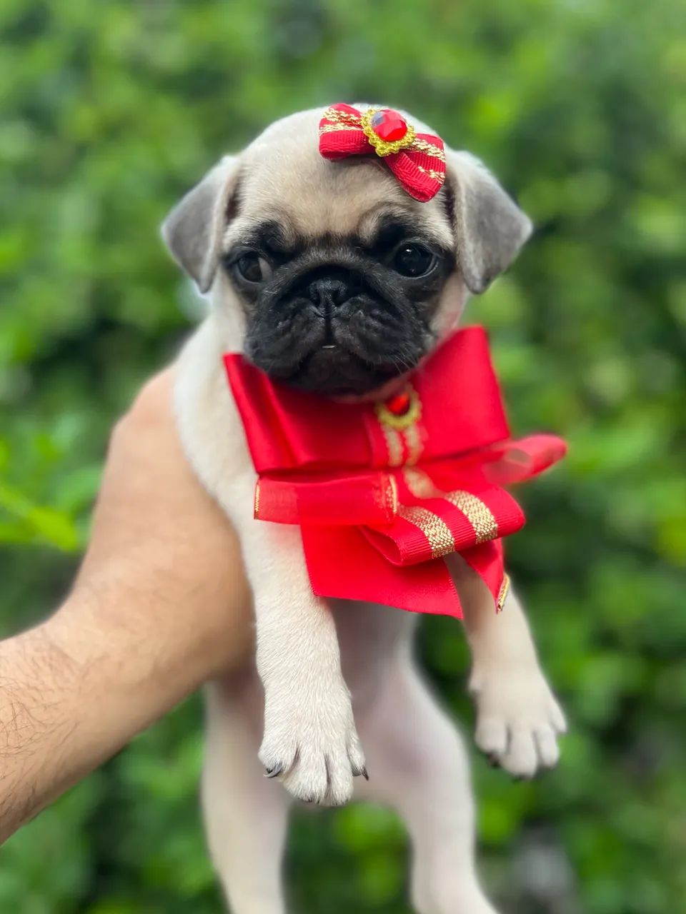 Filhotes de Pug - Foto 5